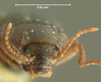 Media type: image;   Entomology 2282 Aspect: head frontal view
